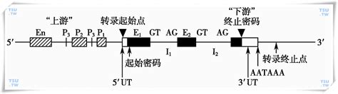 刘诗欣团队揭示真核解旋酶在DNA复制起始和重启中的关键“门控”作用- X-MOL资讯