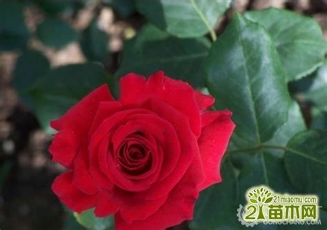 【玫瑰保鲜】收到的玫瑰花要怎么养，才能保鲜延长花期_爱花网