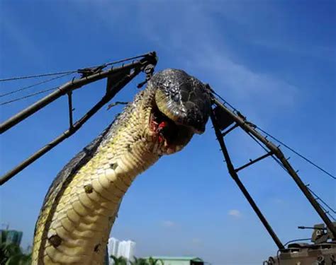 中国最吓人的一条巨蛇：50米长的巨蟒把目击者当场吓晕 - 综合百科 - 懂了笔记