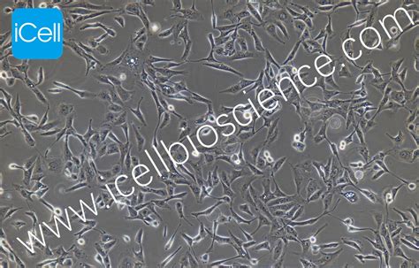 HMEC-1 人微血管內皮細胞株（有限细胞系）-原代细胞-STR细胞-细胞培养基-镜像绮点生物