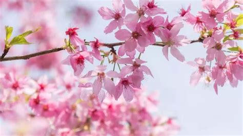 樱花的寓意与花语（樱花的美丽与寓意，传递着春天的希望和一切的短暂）_花植网