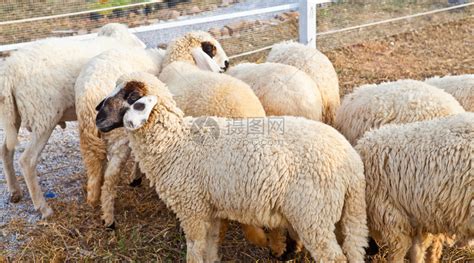 农场里的羊高清图片下载-正版图片507121587-摄图网