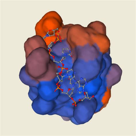 蛋白质二级结构预测方法