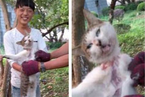 山东理工大学一学生拍摄虐猫视频贩卖：两个月内虐死流浪猫80只_腾讯视频