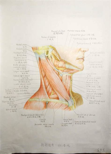 人体解剖图谱 (豆瓣)