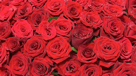 玫瑰花瓣飘落gif动图图片-正版gif素材401397940-摄图网