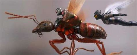 有什么关于蚂蚁的电影 关于蚂蚁的电影_知秀网