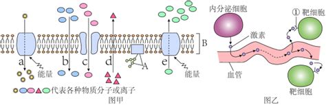 如图表示物质进出细胞膜的几种方式，请据图回答下面的问题：（1）图中B表示两层_____________分子，它构成细胞膜的基本支架。（2）在 ...