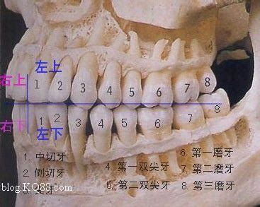 牙齿象限的划分图,牙齿1234十字分区图片,牙齿象限(第19页)_大山谷图库
