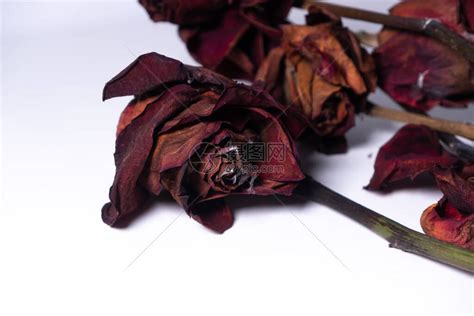 白色背景上死去的腐烂红玫瑰特写高清图片下载-正版图片504216834-摄图网