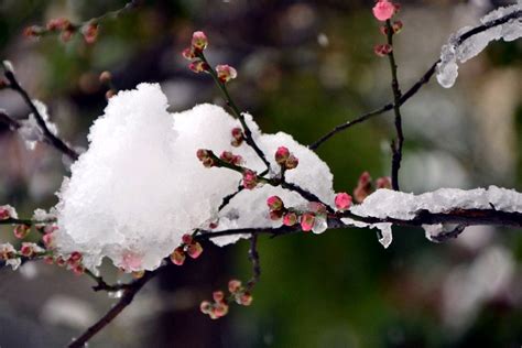 白雪却嫌春色晚，故穿庭树作飞花。-中关村在线摄影论坛