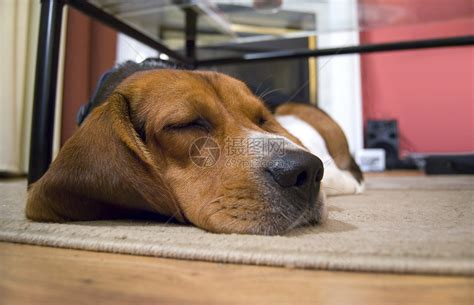 睡觉的西班牙人宠物休息小狗打猎毛皮犬类猎犬高清图片下载-正版图片320102996-摄图网