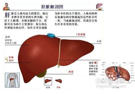 肝脏毒素表现及排泄方法-百度经验