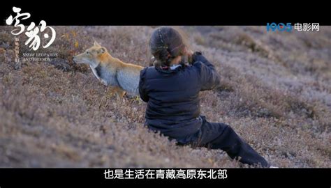 纪录电影《雪豹和她的朋友们》：与自然共生的壮美叙事_澎湃号·湃客_澎湃新闻-The Paper