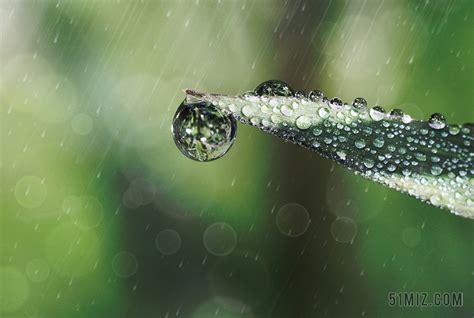 摄影自然树叶雨滴背景图片免费下载 - 觅知网