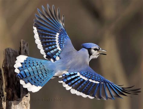 鸟类摄影拍摄高清图片 - 爱图网