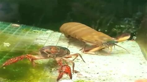 小龙虾vs螳螂,螳螂虾vs蝎子,螳螂vs老鼠_大山谷图库