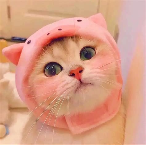非主流猫咪情侣头像