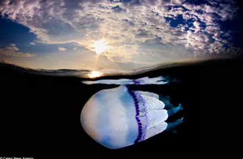 世界上最大的水母，北极霞水母（触手150根/长达40余米）_小狼观天下