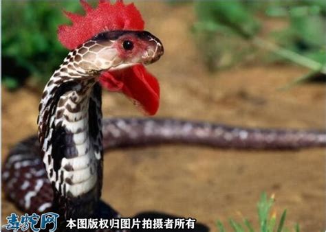 鸡蛇图片，传说中的神秘动物鸡蛇兽长什么样？_蛇的图片_毒蛇网