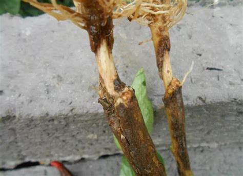 根腐病图片