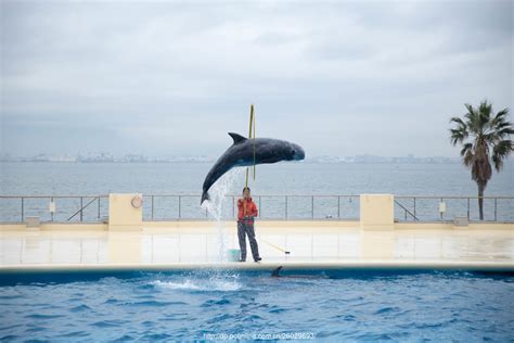 【海洋公园海豚表演摄影图片】生活摄影_太平洋电脑网摄影部落