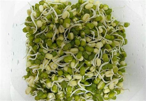 豆芽生长过程图片