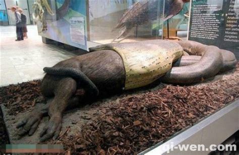世界上体型最大最强的蛇，亚马逊巨蟒，体长6米能吞人|亚马逊|森蚺|巨蟒_新浪新闻
