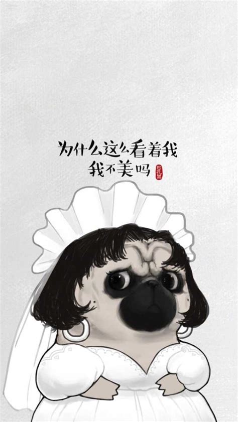 雪狗巴扎黑图片