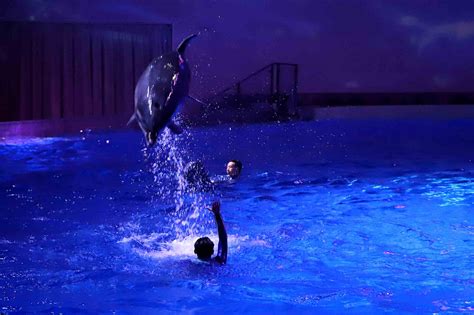 2023海洋博公园海豚表演剧场游玩攻略,...免费的，背景是大海，感受...【去哪儿攻略】