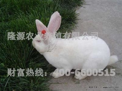 獭兔皮最新价格(獭兔养殖场价格现在獭兔价格现在种兔苗多少钱一只) - 多利网