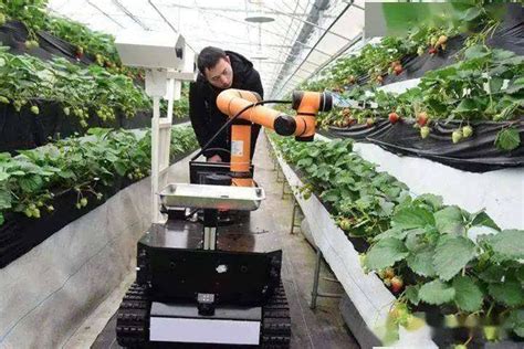 有24只手的草莓采摘机器人_智慧农业-农博士农先锋网