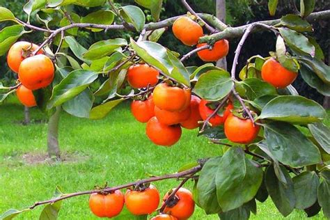 柿子树可以用种子繁殖吗-绿宝园林网