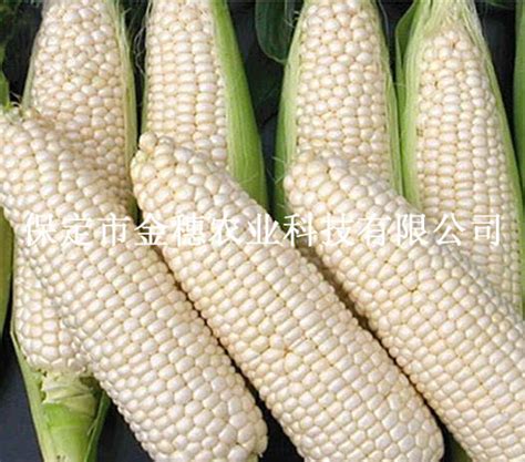 京科糯——水果玉米种子-保定市金穗农业科技有限公司