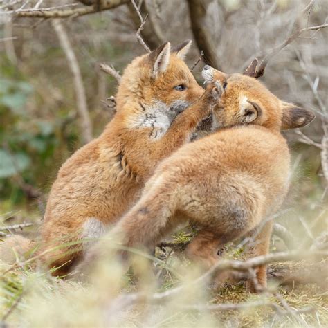 两只狐狸图片,两只狐狸,狐狸图片_大山谷图库