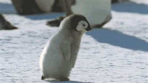南极的这群企鹅，天生一副笑模样_千江moon_新浪博客