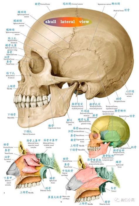 正常头颅解剖示意图-人体解剖图,_医学图库