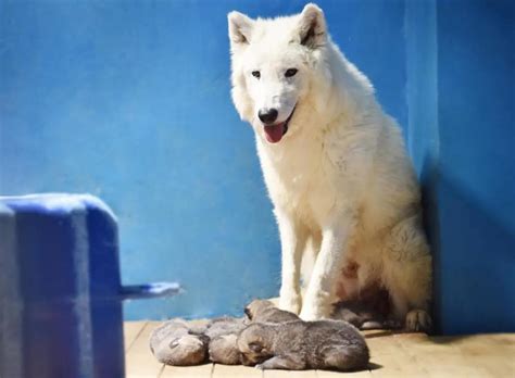华北首例人工饲养繁育北极狼宝宝泰达出生！