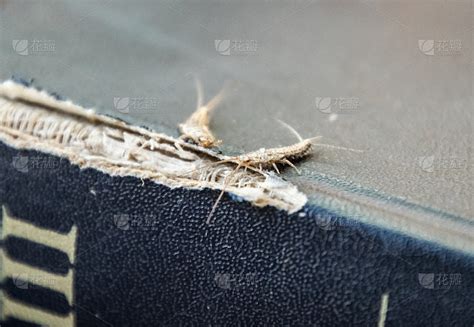 在一本破旧的书的封面上。有害的书籍和报纸。以纸蠹虫为食的昆虫，麻风病