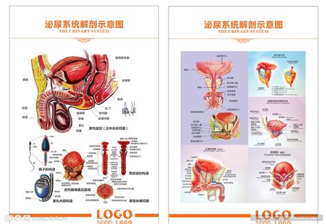 泌尿系统解剖示意图设计图__其他图标_标志图标_设计图库_昵图网nipic.com