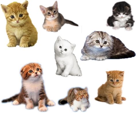 72种猫图片及名字,名种猫的名称和图片,100多种名猫排行图片(第14页)_大山谷图库