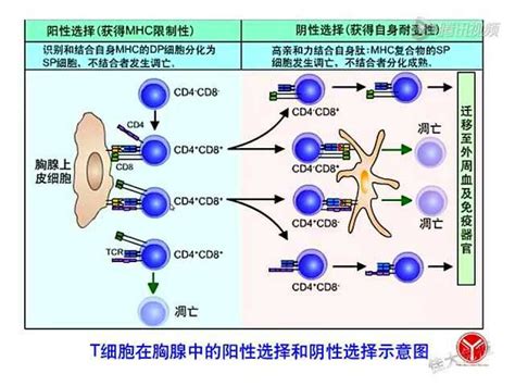 T细胞代谢与功能的关系