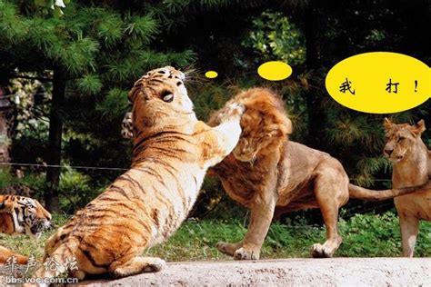 狮子和老虎谁是最强？一场实拍战斗告诉你，结局耐人寻味。_腾讯视频