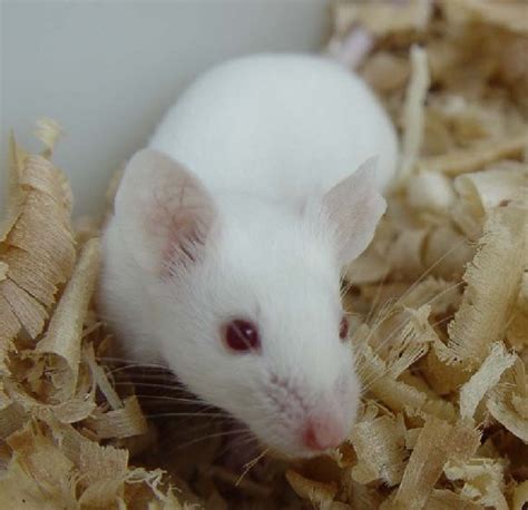 小老鼠图片-白色的小老鼠素材-高清图片-摄影照片-寻图免费打包下载
