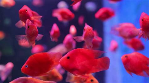 红色的鱼在水族馆里游泳—高清视频下载、购买_视觉中国视频素材中心