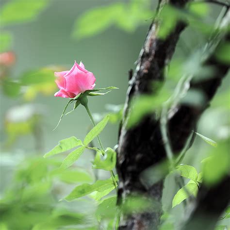 夏季红色玫瑰花jpg格式图片下载_熊猫办公