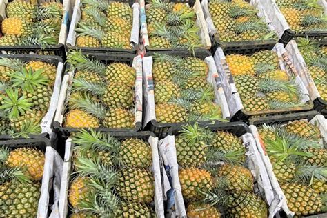 2022年中国菠萝上下游产业链分析、主要地区菠萝产量走势及发展趋势 菠萝又称为凤梨、王梨、黄梨，是凤梨科凤梨属多年生草本作物。菠萝是凤梨科中最 ...