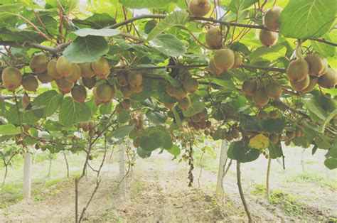 始兴县罗坝镇河渡村大力发展猕猴桃种植今年预计猕猴桃产量将达5万公斤_韶关发布