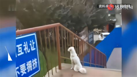 撒狗粮！大学封校，两只狗每日隔桥相望_凤凰网视频_凤凰网