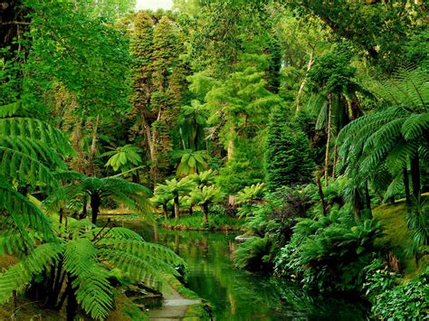 Bilder von Portugal Botanical Furnas Natur Wald Garten Tropen